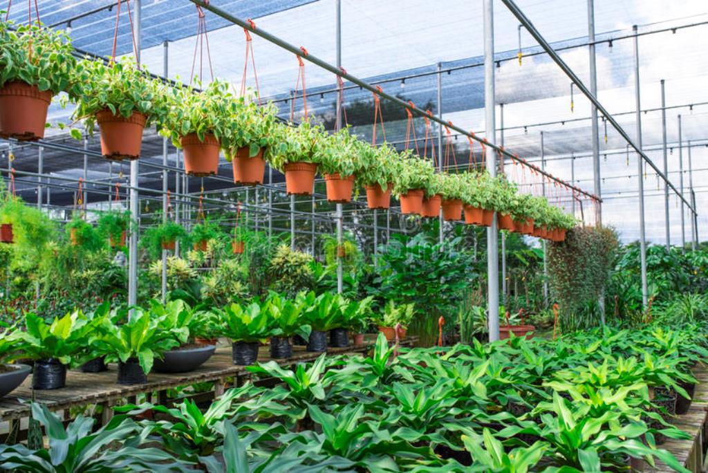 Micro Plant Studio