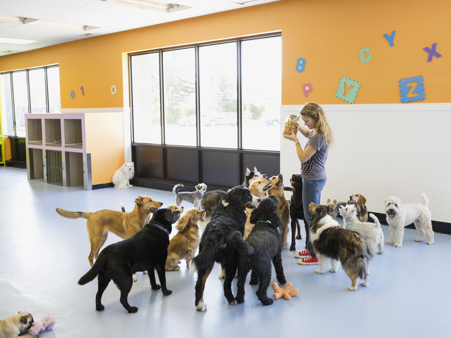 Doggy Daycare reviews