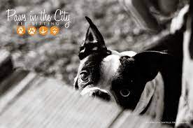 Paws in the City