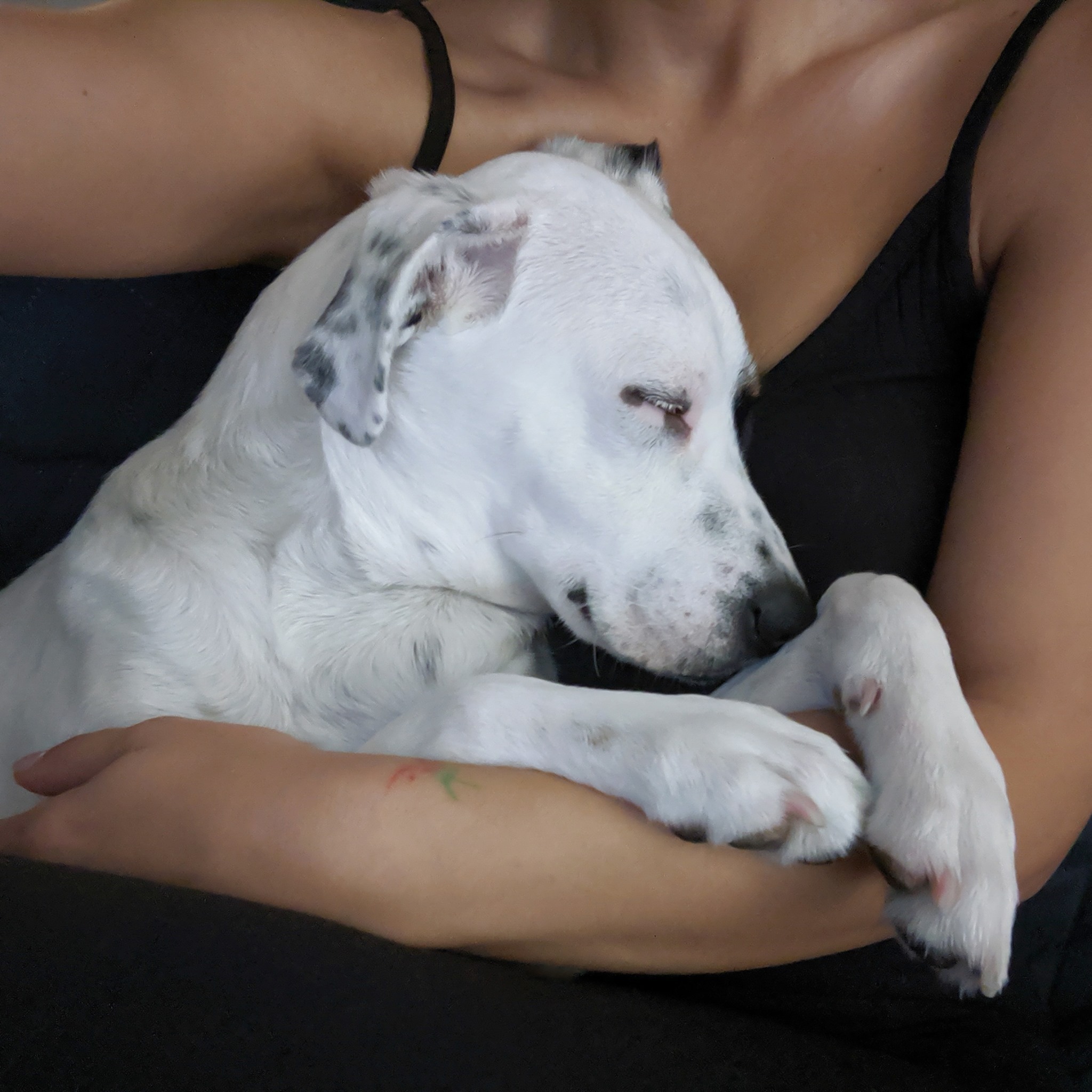 Smylish Dogs - Dog trainer and Pet Sitter in Brooklyn