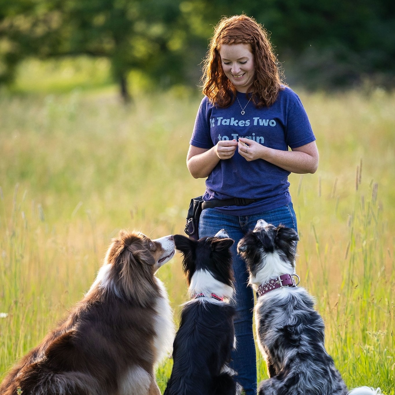 All Paws In Dog Training LLC