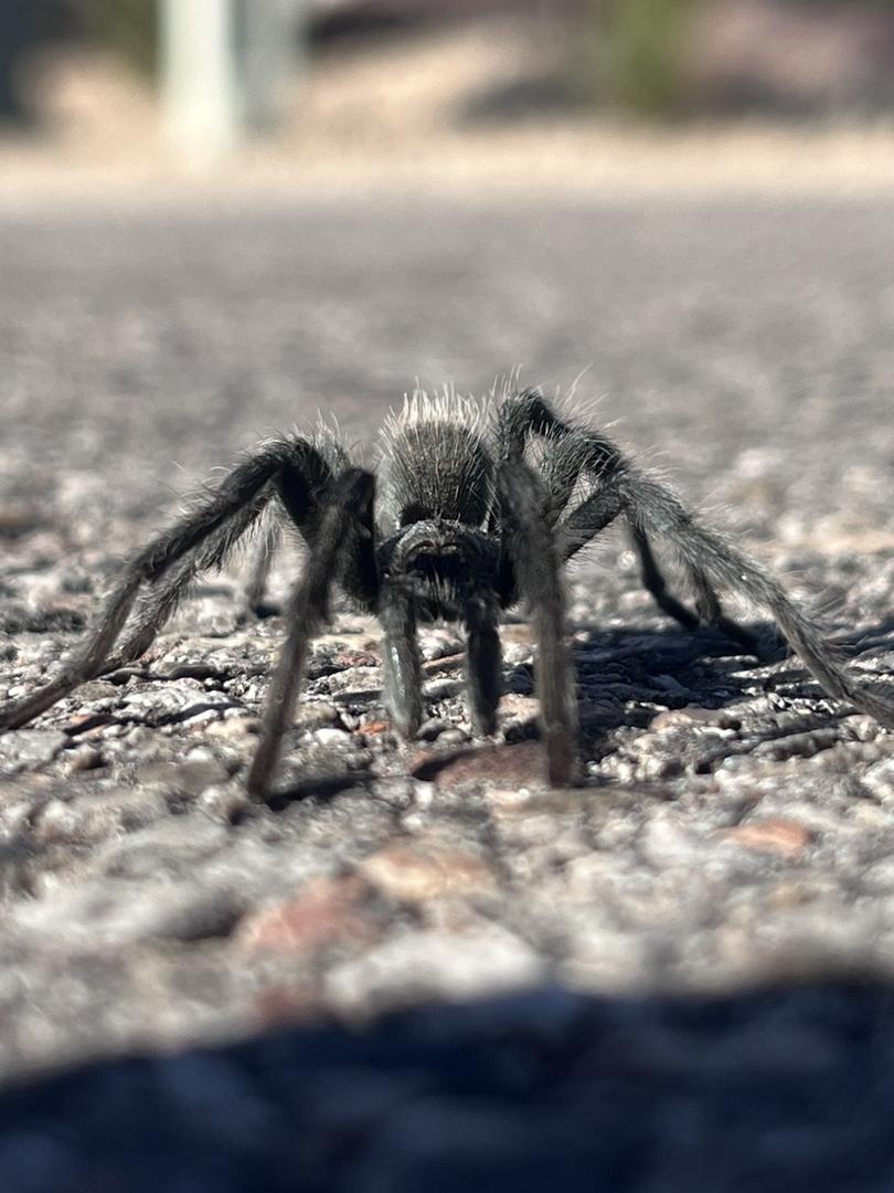 Western Pest Control