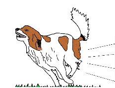 Confident Canines LLC