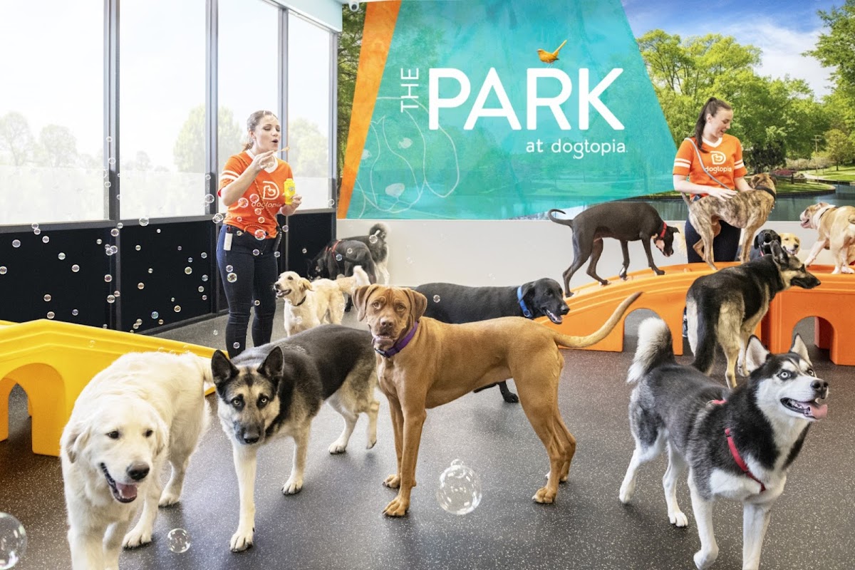 Dogtopia of Jacksonville Southbank