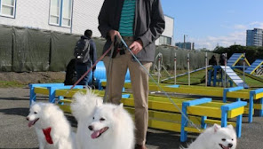 TK Canine Training Centre - Dog Training Vancouver