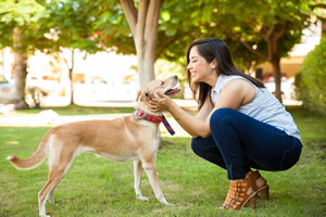 Red Dog Pet Resort & Spa Boston